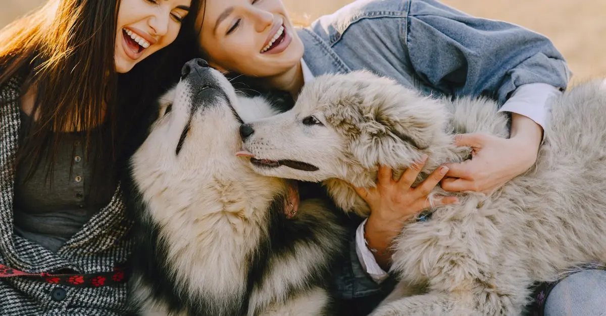 Los Mejores Consejos para Escapadas Fáciles con Mascotas