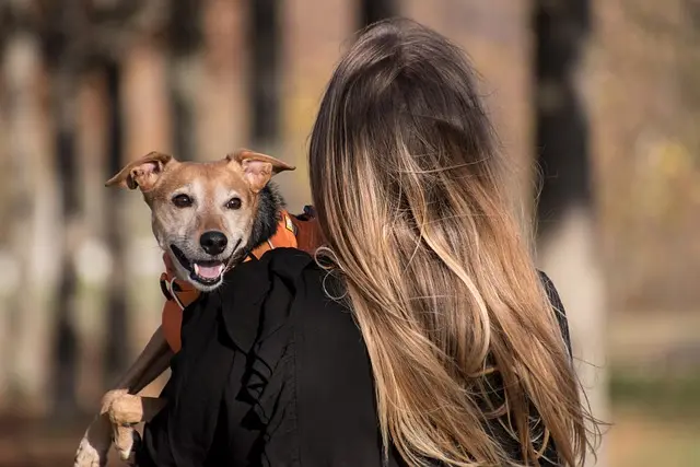 Las Mejores Escapadas Fáciles para Disfrutar con Mascotas