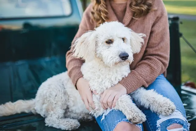 Cómo Planificar una Escapada Fácil con Mascotas: Consejos Clave